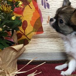 Chihuahuas from Chihuahuas Wee Love