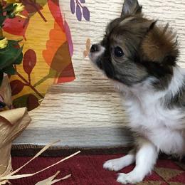 Chihuahuas from Chihuahuas Wee Love