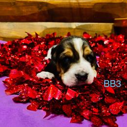 BB3 - Black brown and white male Basset Hound puppy in Britton, South Dakota from K&S Canines