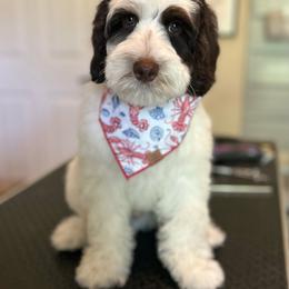 Kingston - Chocolate male Australian Labradoodle puppy in Chuluota, Florida from Delano Australian Labradoodles