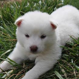Alaskan Malamute Puppies from New River Valley Malamutes