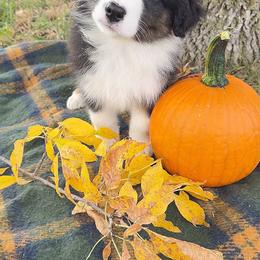 Gable - Black tri-color male Australian Shepherd puppy in Kearney, Nebraska from Helix Aussies