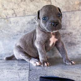 Black Collar - Gray brindle male Cane Corso puppy in Catawba, North Carolina from Catawba Cane Corso