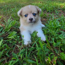 Maria Reynolds - Sable merle and white female American Corgi puppy in Tallahassee, Florida from Koko's Korgis