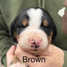 Brown boy - Black, white and red male Greater Swiss Mountain Dog puppy in Woodland, Washington from Woodland Swissie’s