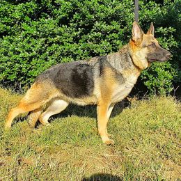German Shepherds from Storybook Kennels