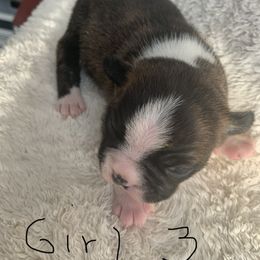 Boston Terrier Puppies from Wendy's Boston Terriers