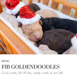 Aussiedoodle and Goldendoodle Puppies from Ever After Doodles Arizona