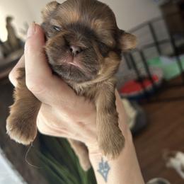 Chocolate liver girl 2 - Liver female Shih Tzu puppy in Dallas, Texas from Almost Heaven Shih Tzu