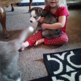 Siberian Huskies from Gemstone Huskys