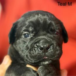 Teal Collar R - Black male Cane Corso puppy in Paris, Texas from Knucklehead Cane Corso
