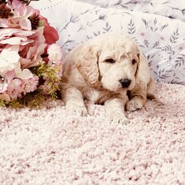 Bernedoodle and Labradoodle Puppies from Royal Doodles