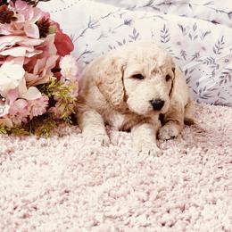 Bernedoodle and Labradoodle Puppies from Royal Doodles