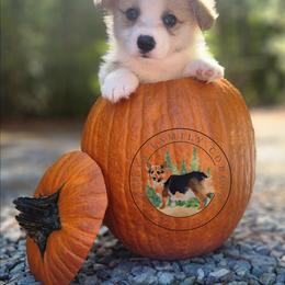 Biscuit - Red male Pembroke Welsh Corgi puppy in Cameron, North Carolina from Butts Family Corgis