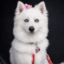 Galatea - Pomsky