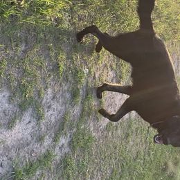 German Shepherds from Big House Kennels