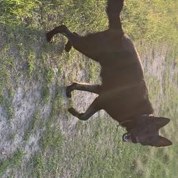 German Shepherds from Big House Kennels