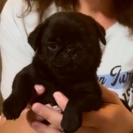 Niles - Black male Pug puppy in Morgantown, West Virginia from Groovy Pugs