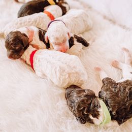 Poodle Puppies from LeBaron Standard Poodles