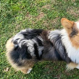 American Corgis and Pembroke Welsh Corgis from Co-Pilot Corgis