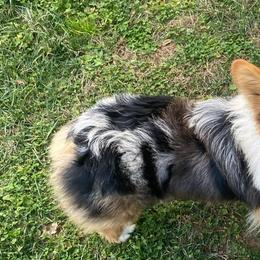 American Corgis and Pembroke Welsh Corgis from Co-Pilot Corgis