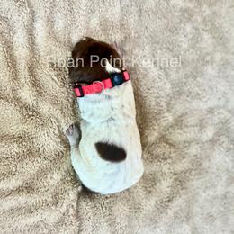 German Shorthaired Pointer Puppies from Roan Point Kennel
