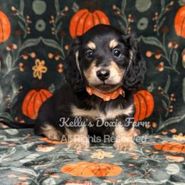 Black and Cream Longhair Male - Black and cream male Dachshund puppy in Cleveland, Tennessee from Kelly's Doxie Farm