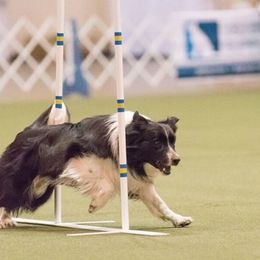 Border Collies, Miniature Australian Shepherds, and Toy Australian Shepherds from Windy Ridge Farms