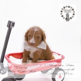 Gregory - white collar - Red male Bernedoodle puppy in Lexington, North Carolina from Deborah’s Doodles
