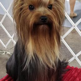 Yorkshire Terriers from Rick Buterbaugh's Yorkshire Terriers