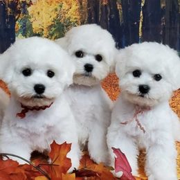 Bichon Frises from CHEZ CHAMONIX BICHONS