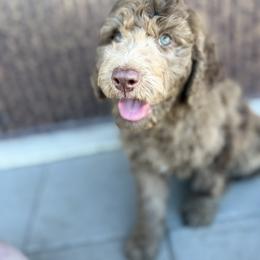 Saint Berdoodle Puppies from Badland St. Berdoodles LLC