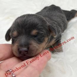 Blue Angel - Blue and cream female Dachshund puppy in Prescott, Arizona from Dachshund Family Love Breeders