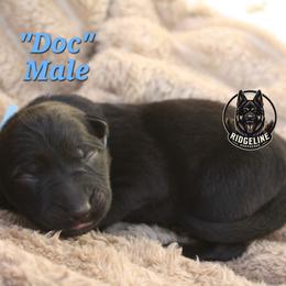 Doc - Sable male German Shepherd puppy in Ratcliff, Arkansas from Ridgeline Shepherds