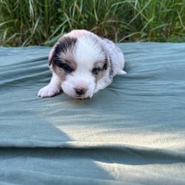 Hawthorn (Lite Blue Collar) - Brindle merle and white male Cardigan Welsh Corgi puppy in Clio, Michigan from Old Oak Cardigans