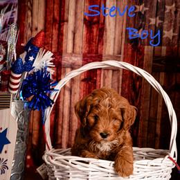 Steve - Red  male Goldendoodle puppy in Syracuse, Utah from 2 Bros Doodles