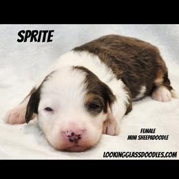 Sprite - Blue merle female Sheepadoodle puppy in Roseburg, Oregon from Lookingglass Doodles