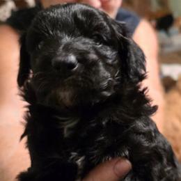 Molly - Black and white female Aussiedoodle puppy in Windom, Texas from Wild Farm Puppies