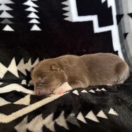 HOOKFANG - Red tri-color male Australian Shepherd puppy in Pendleton, Oregon from High West Aussies