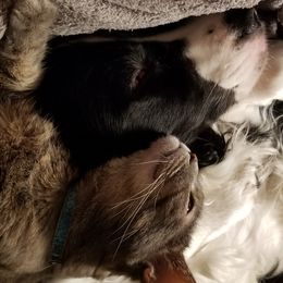 English Springer Spaniels from Amethyst Springers