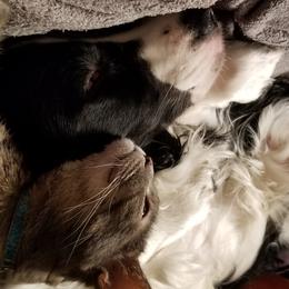 English Springer Spaniels from Amethyst Springers