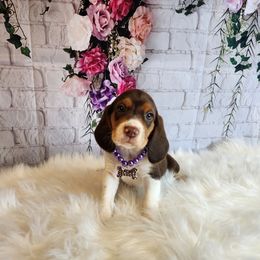 Beagle Puppies from Lovan's Spring Creek Kennel