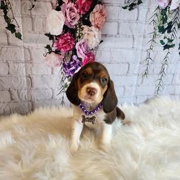 Beagle Puppies from Lovan's Spring Creek Kennel