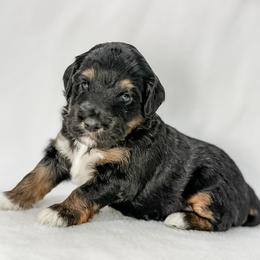 Jack - Black tri-color male Aussiedoodle puppy in Sharpsburg, Georgia from Steindoodles