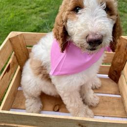 Goldendoodle and Poodle Puppies from SnickerDoodlePups