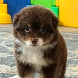 Karma - Red tri female Toy Australian Shepherd puppy in Georgetown, Texas from Minikin Manor