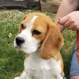Dani - Beagle