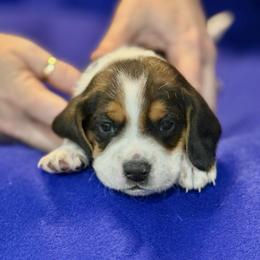 Gray Collar-Midnight - Black tan and white male Beagle puppy in Las Vegas, Nevada from Hound Kings
