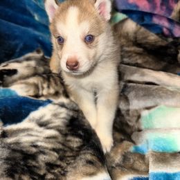 Siberian Husky Puppies from Feazell’s Siberian Huskies