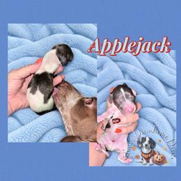 Applejack - Piebald male Dachshund puppy in Hockley, Texas from Shans Down Home Doxies